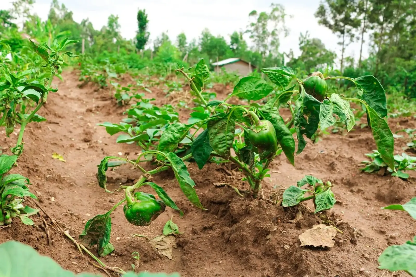 Champs cultivés, symbole de solidarité et de don.