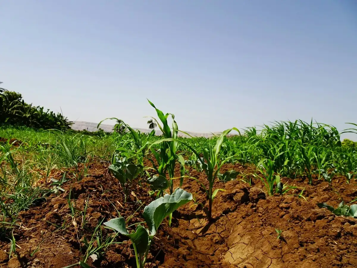 Champ agroécologique verdoyant, symbole de croissance et d'espoir à Kise Kura.