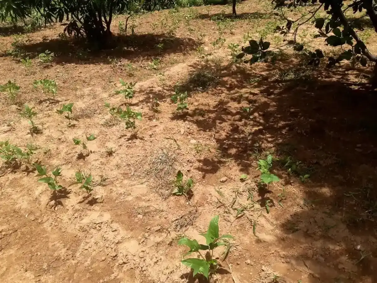 Jardin communautaire, illustration des actions de Kise Kura pour l'agroécologie en Afrique de l'Ouest