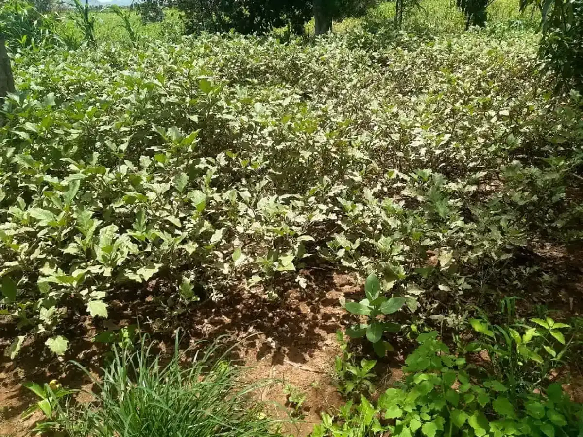 Paysage verdoyant au Mali, symbole d'espoir et d'agroécologie.
